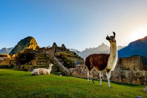 Alpacas en el Valle Sagrado de Machu Picchu, Perú